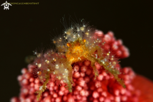 A Decorator crab