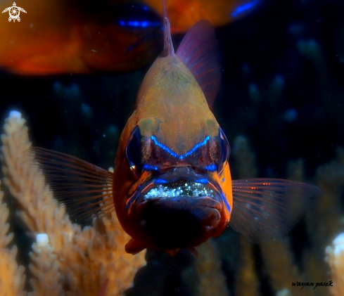 A Cardinalfish