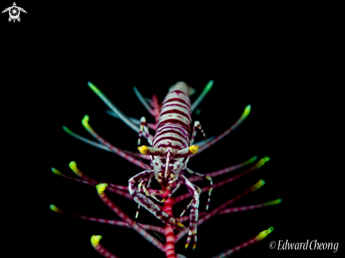 A Crinoid Shrimp