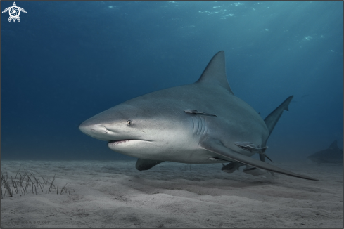 A bullshark