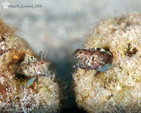 A Sailfin Blennies