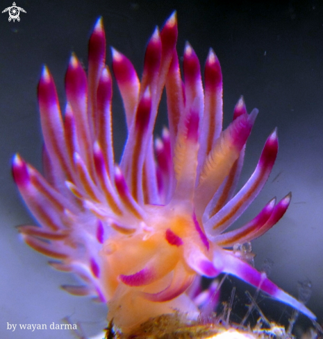 A Flabellina rubrolineata 