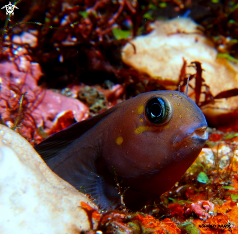 A Ecsenius Bicolor | Blenny