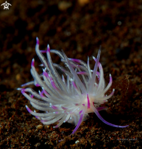 A Unidentia Angelvaldesi | Flabellina