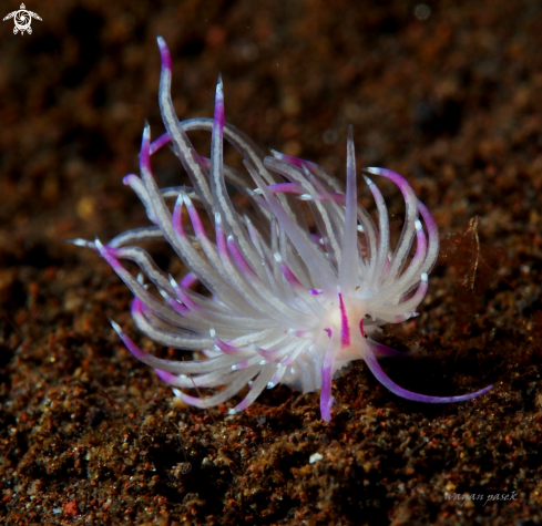 A Flabellina