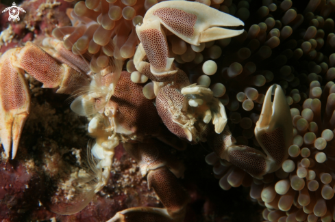 A Petrolisthes galathinus | Porcelain Crab