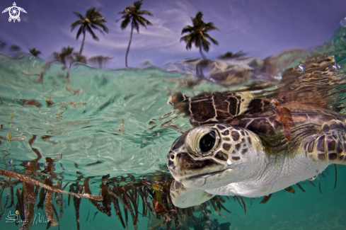 A  Eretmochelys imbricata | Turtle