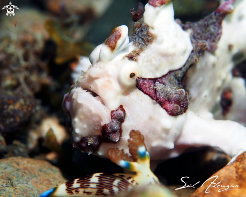 A frogfish