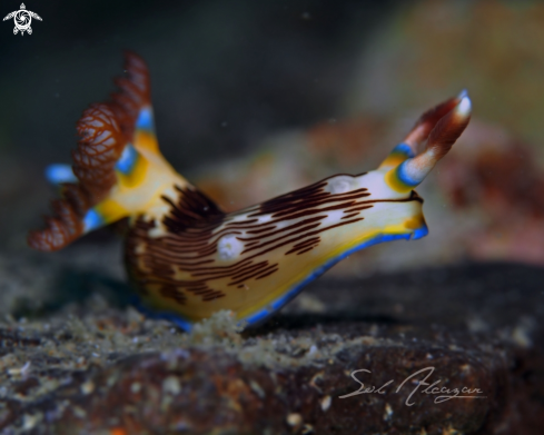 A Nudibranch