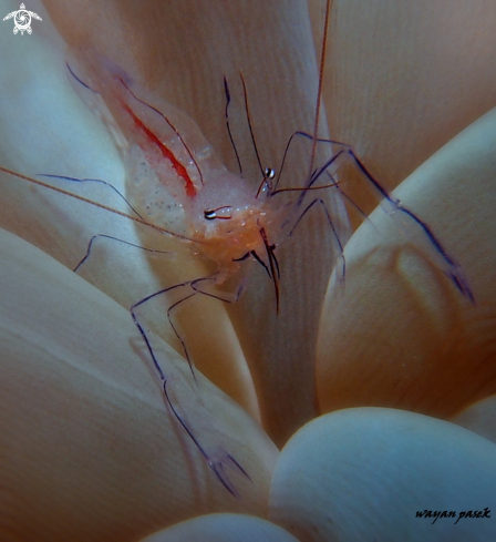 A Bubble coral shrimp