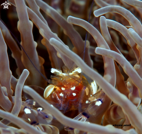 A Periclimenes brevicarpalis | Anemone shrimp