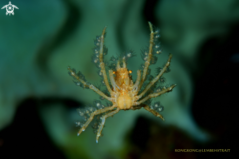 A Decorator crab