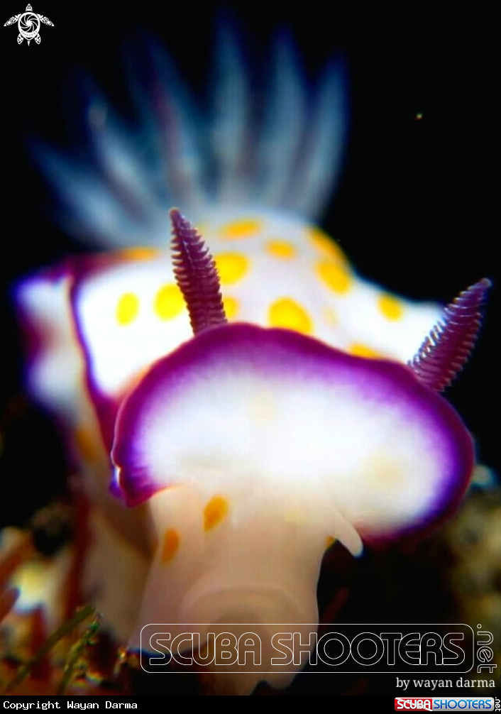 A nudibranch 
