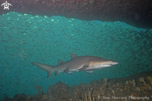 A Grey nurse shark