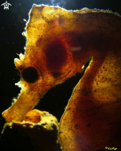 A Hipocampus | Caballito de mar