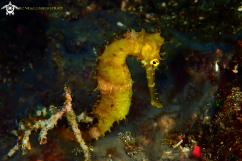 A Seahorse