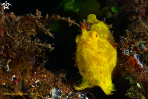 A Frogfish