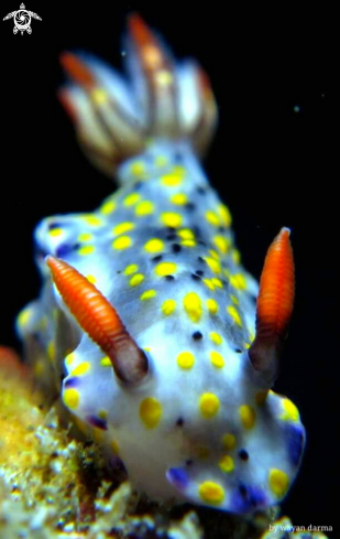 A hypselodoris infucata 