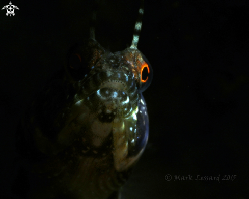 A Sailfin Blennies