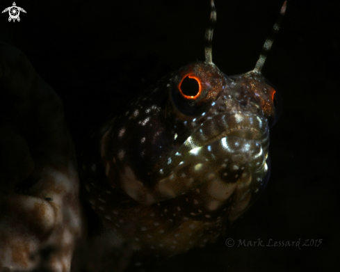 A Sailfin Blennies