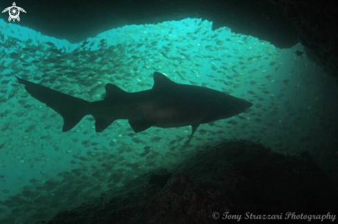 A Grey nurse shark