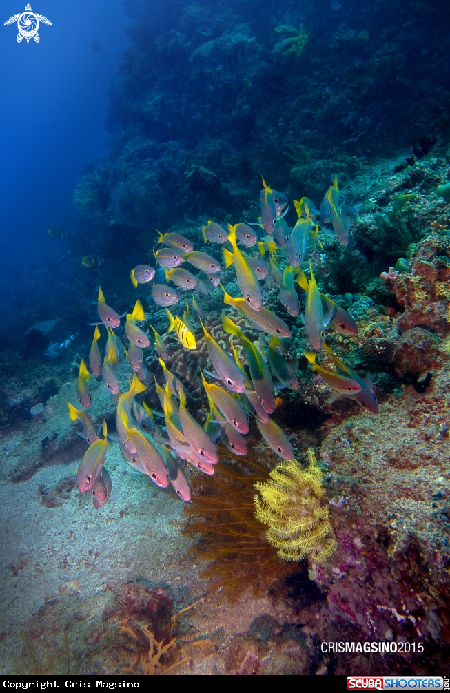 A Reef Fish