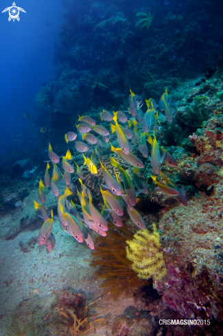 A Reef Fish