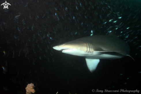 A Grey nurse shark