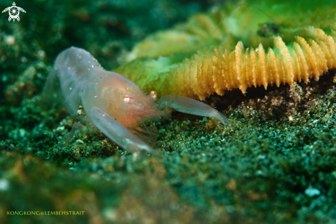 A Mud shrimp