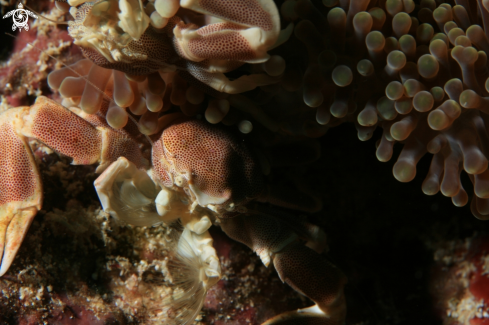 A Porcelain Crab