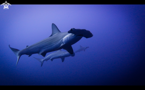 A Hammerhead Sharks