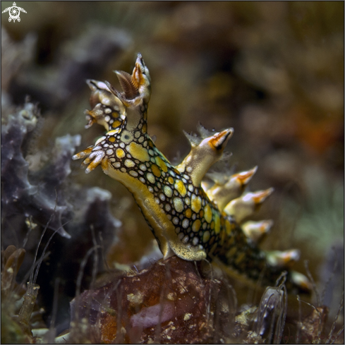 A Bornella anguilla | nudibranch