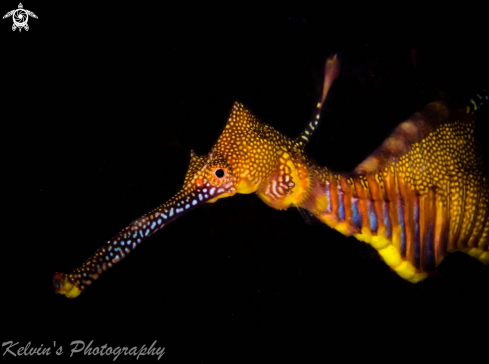 A Weedy seadragon