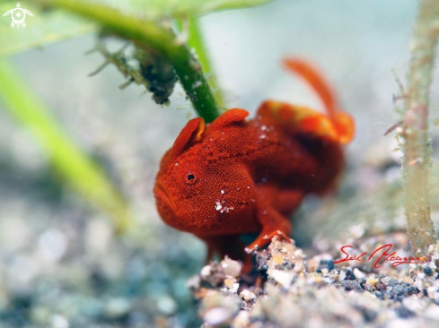 A Frogfish