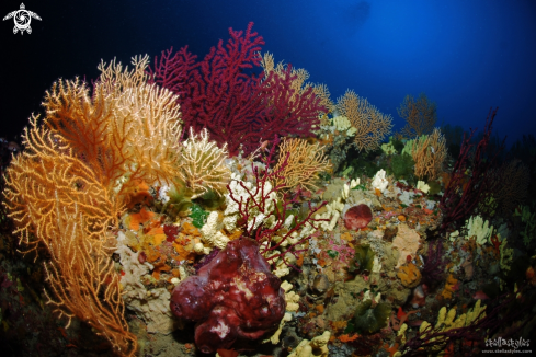 A Paramuricea clavata & Eunicella cavolinii | Gorgonian