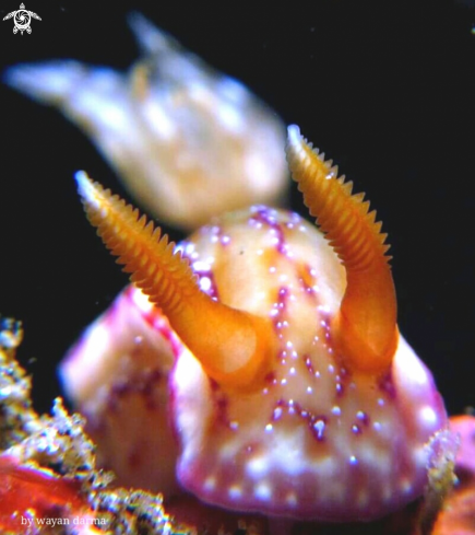 A nudibranch 