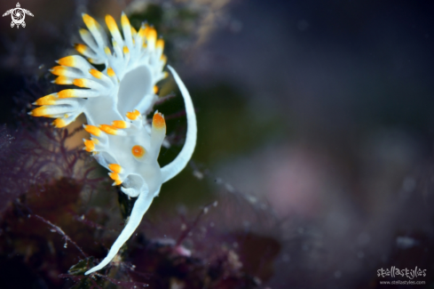 A Flabellina Babai | Nudibranch