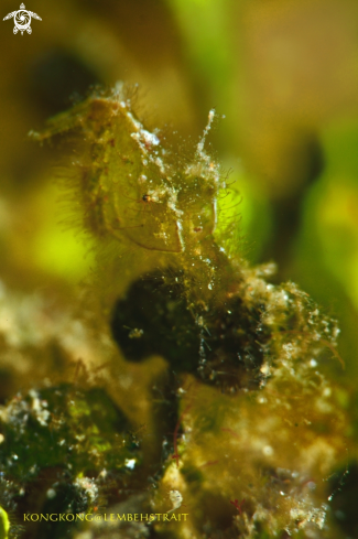 A Lembeh hairy shrimp