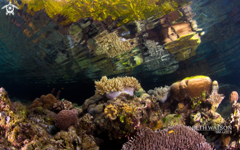 A Reef scene