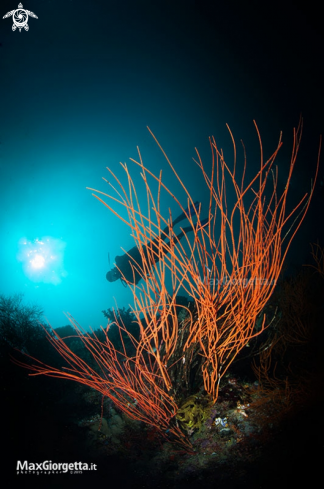 A black coral