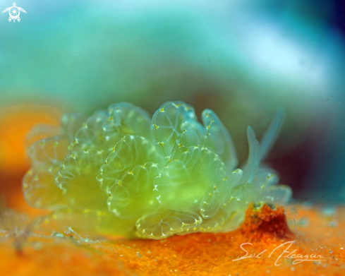 A Nudibranch