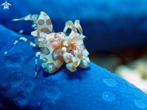 A Harlequin shrimp