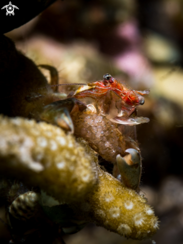 A Porcellanidae sp. | Porcelain Crab