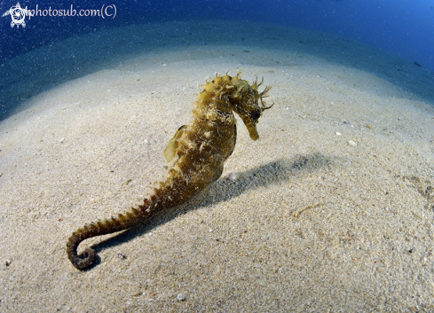 A Guttulatus sea horse | Sea Horse