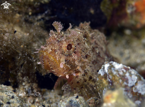 A Juvenile scorpion fish