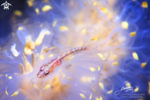 A goby