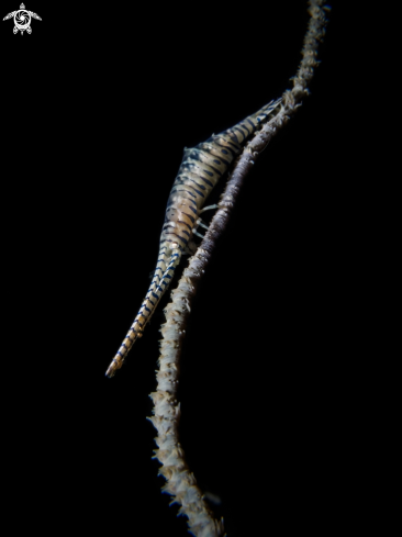 A Tozeuma armatum | Sawblade Shrimp