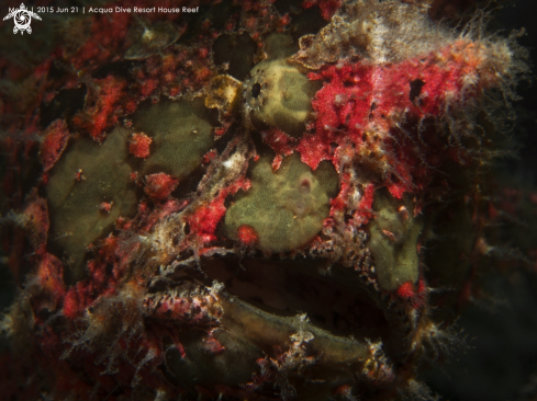 A Giant frogfish