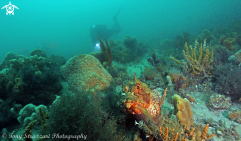 A Red scorpion cod