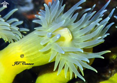 A Corail jaune 